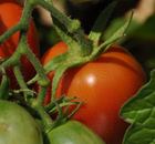 fruchtig, saftig, gut. In bayerischen Gärten gedeit Geschmack fruchtig, saftig, gut. In bayerischen Gärten gedeit Geschmack